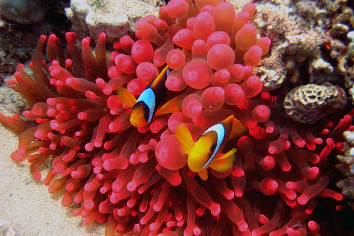Egipto buceo en el Mar Rojo