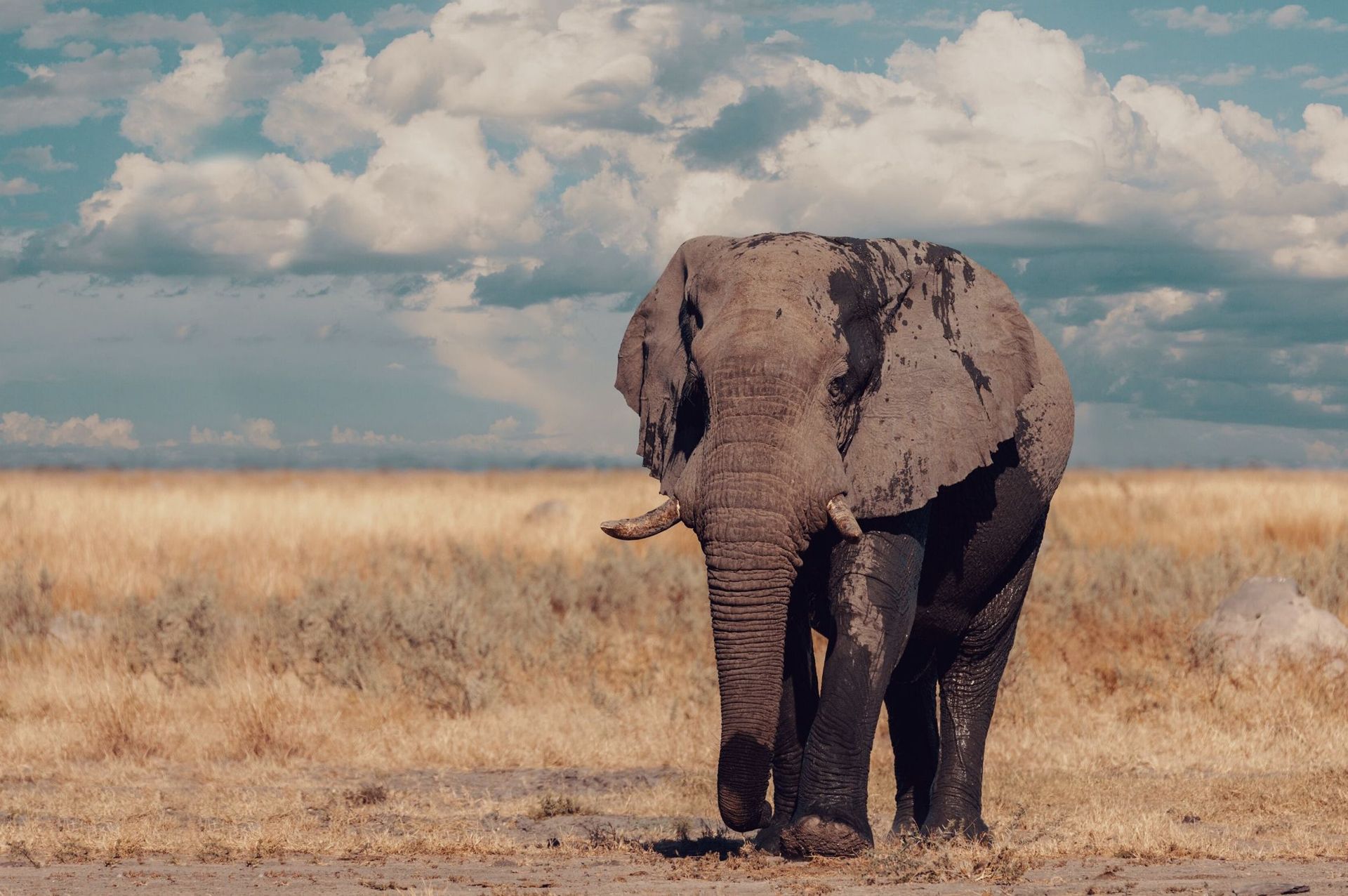 Elefante en Botswana