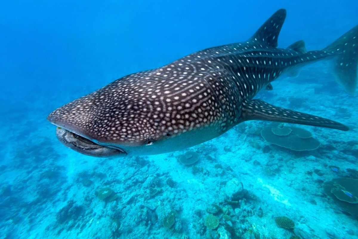 que ver y hacer en utila