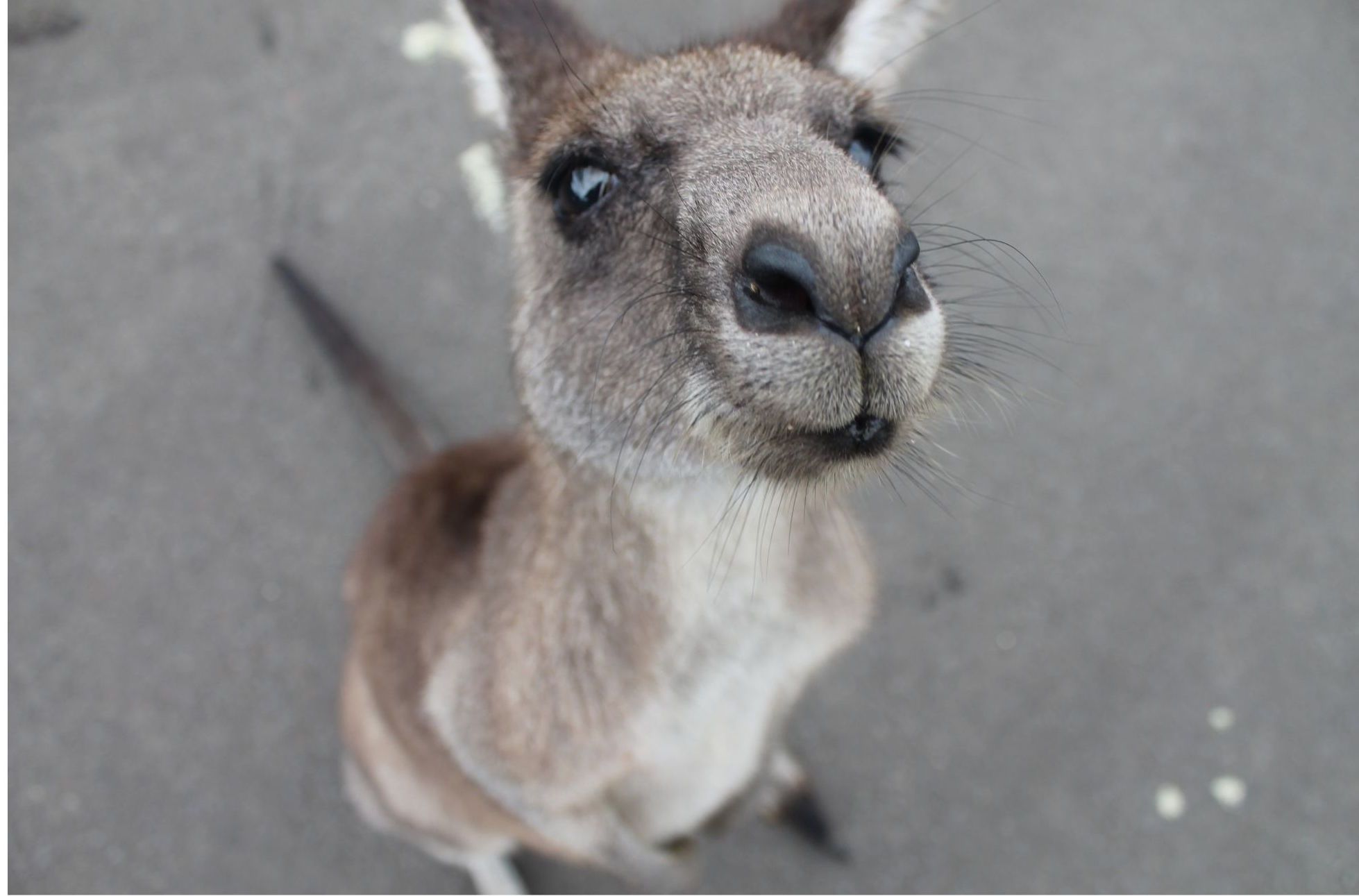curiosidades sobre australia