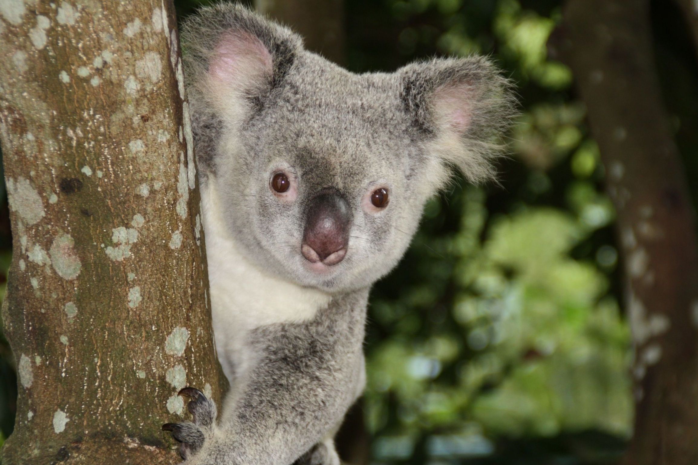 curiosidades sobre australia